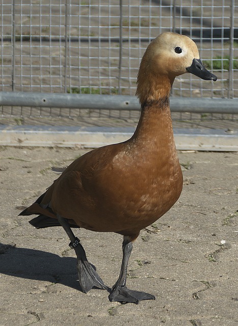 分激發