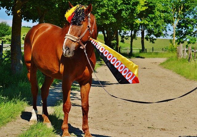 的顶级选手 的顶级选手