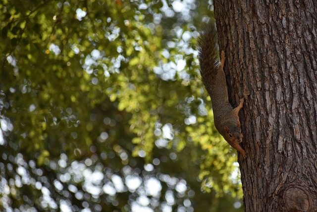 补篮绝杀,詹姆斯生涯28次绝杀,乔丹、科比生涯有多少?.